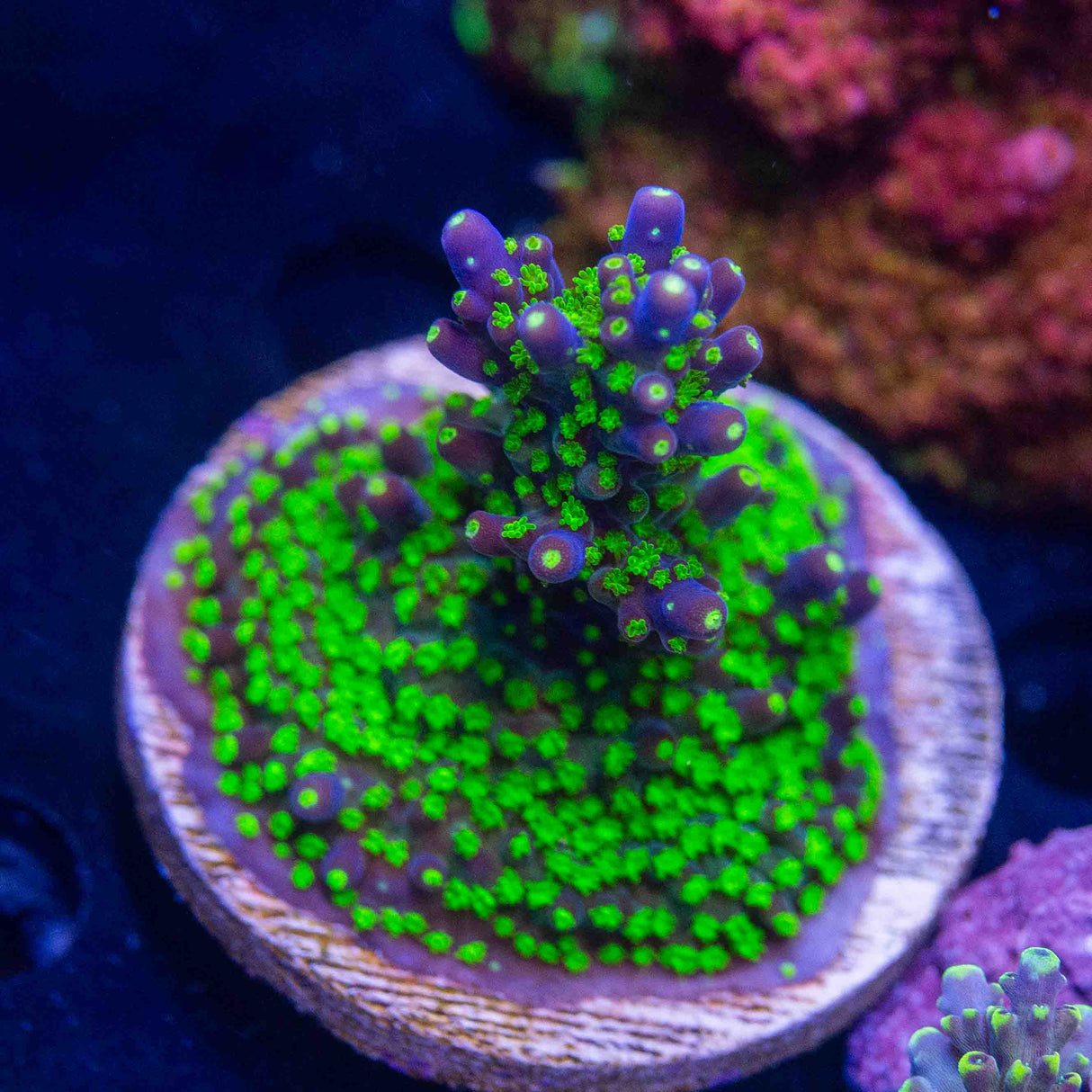 TSA Sour Patch Acropora