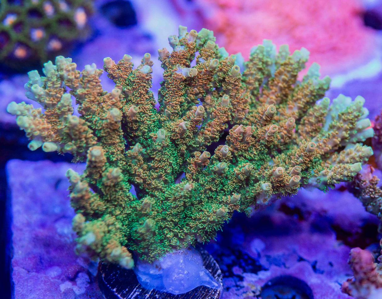 TSA Bill Murray Acropora