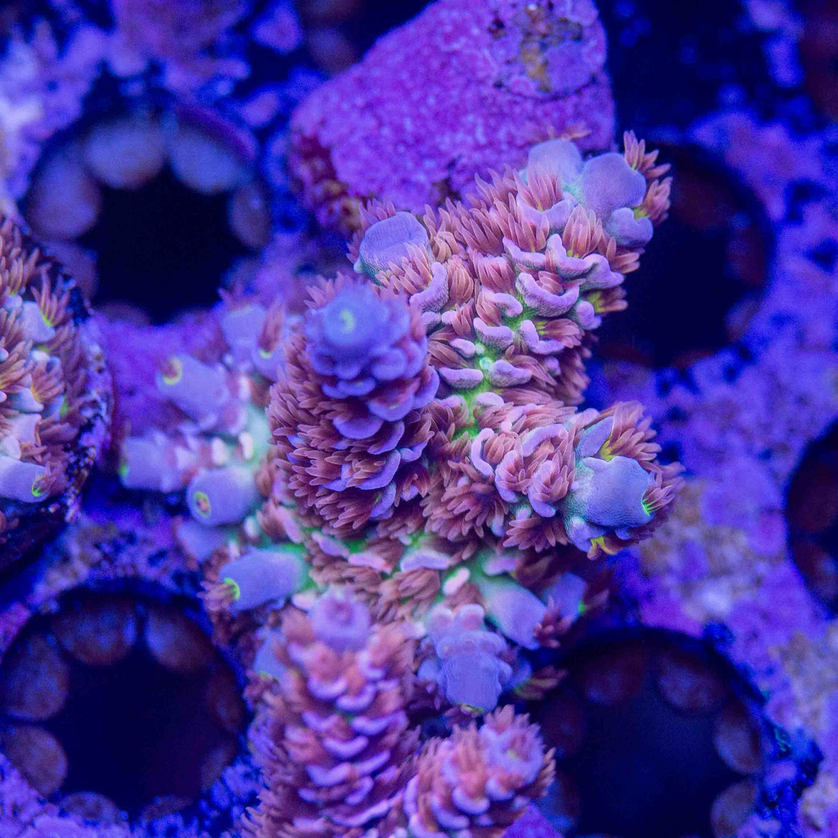 TSA Nebula Acropora