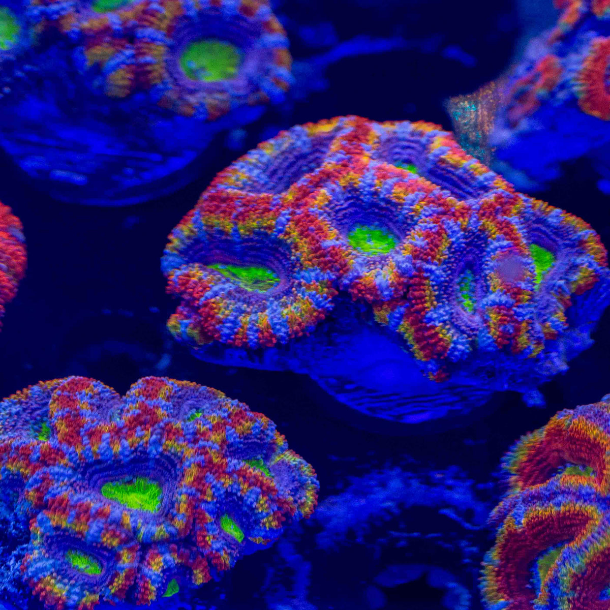 Ultra Rainbow Acan Lord – Top Shelf Aquatics