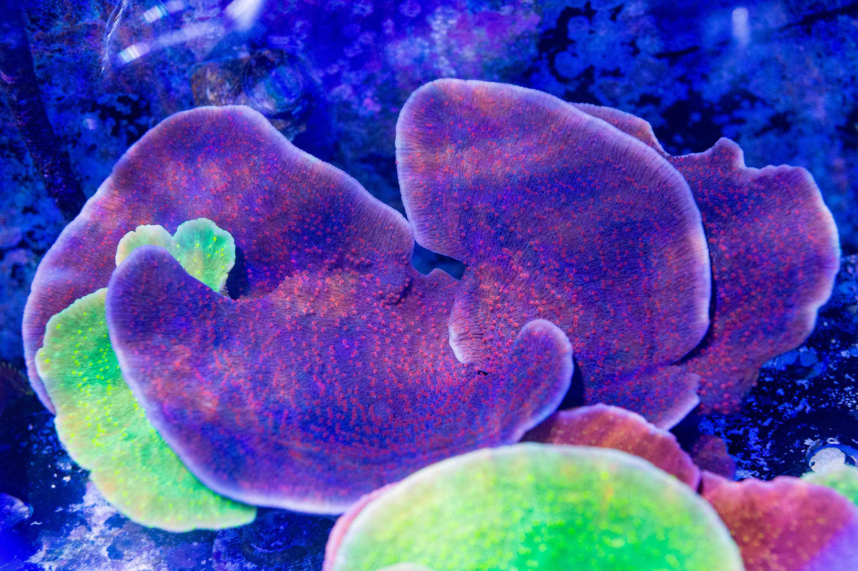 TSA Periwinkle Passion Montipora