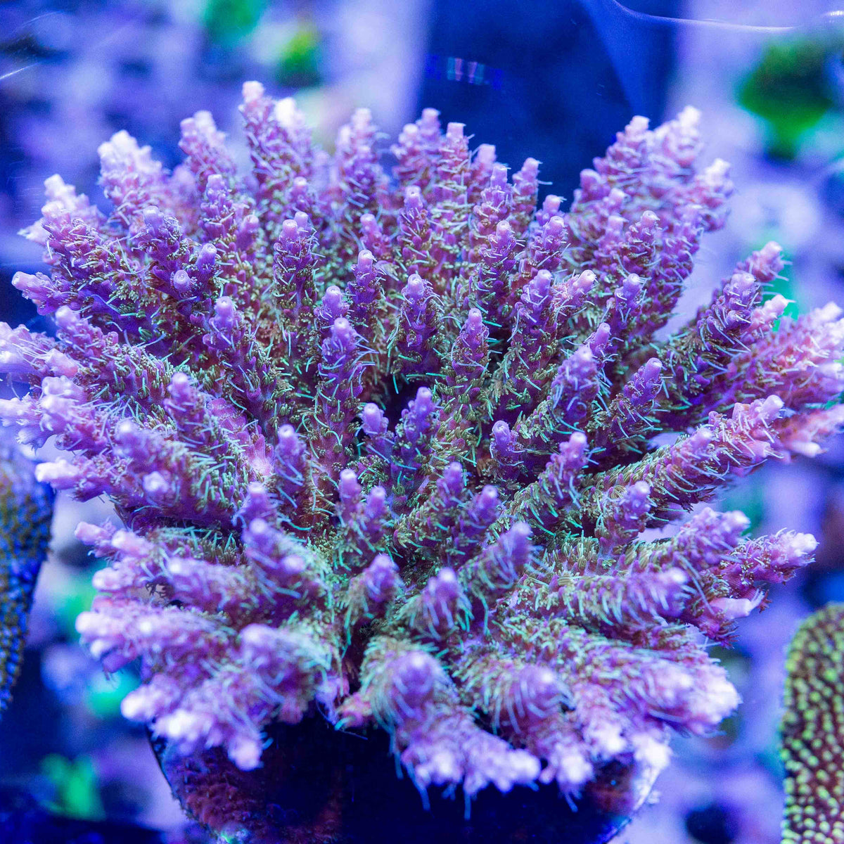 TSA Grape Ape Acropora Colony – Top Shelf Aquatics