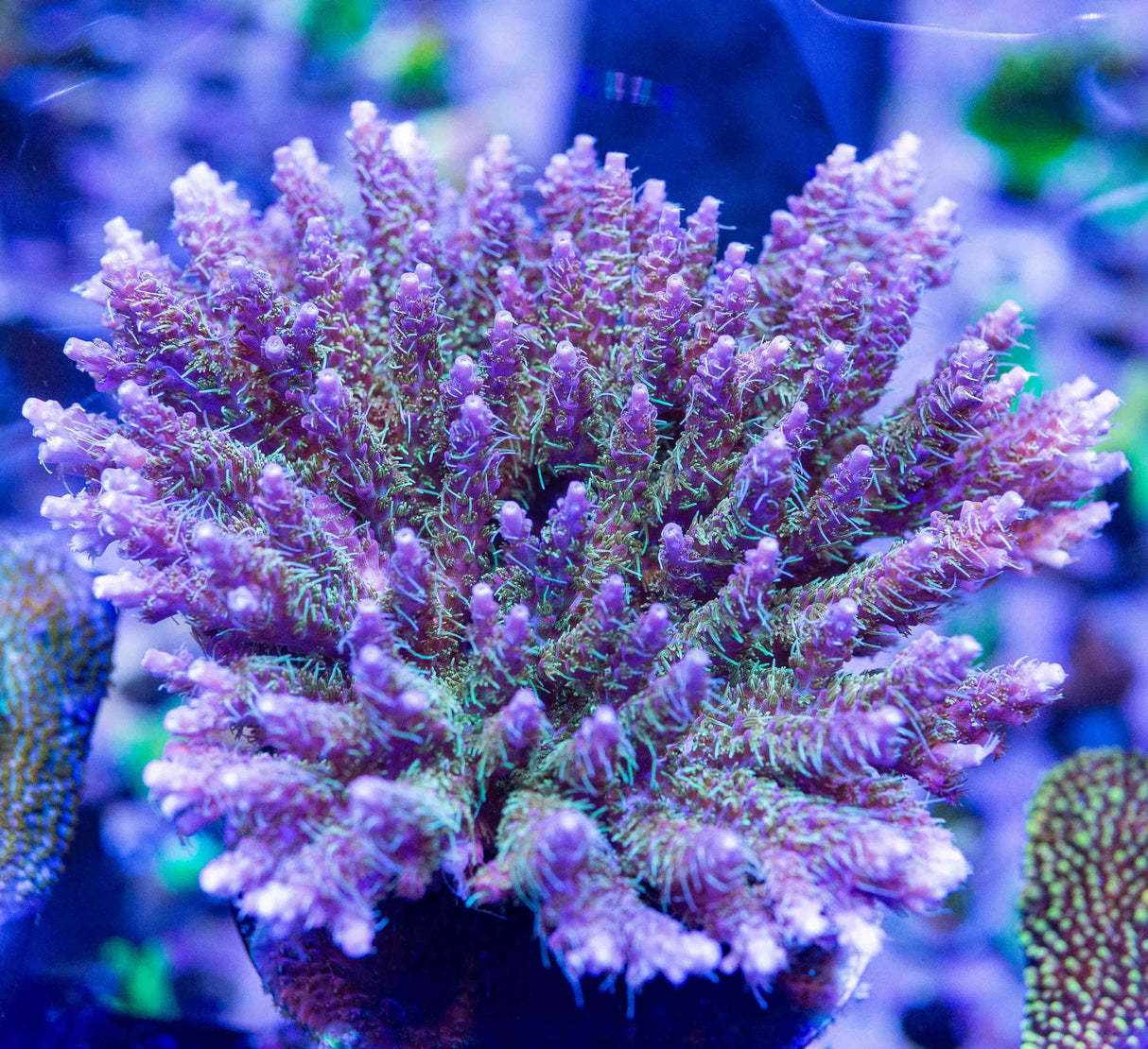 TSA Grape Ape Acropora Colony