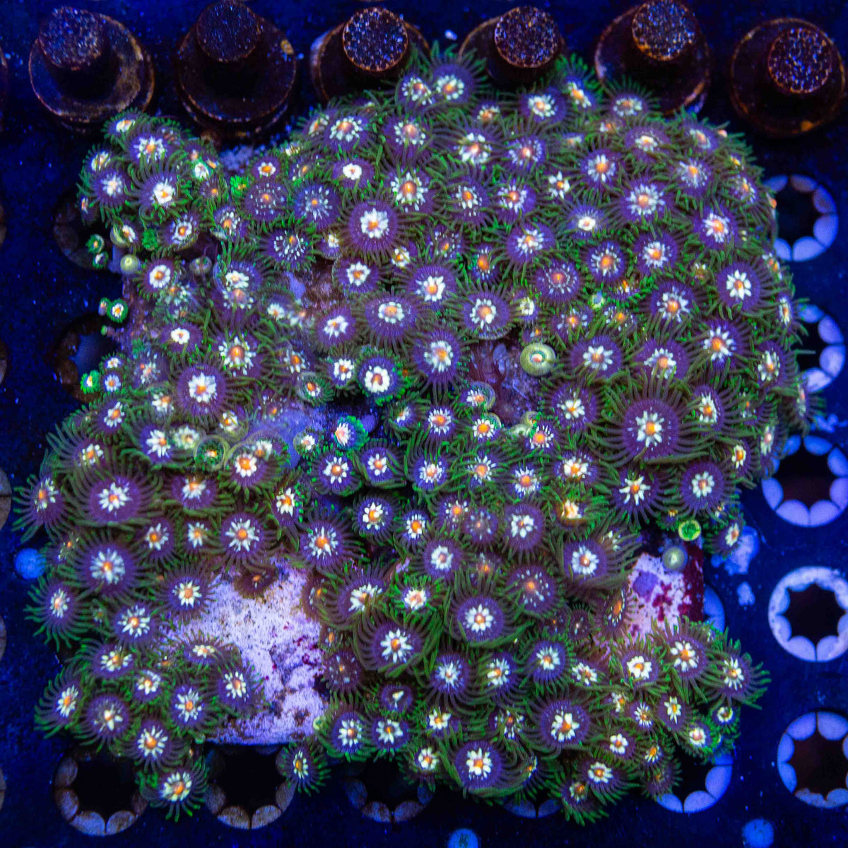 JF Daisy Cutter Zoa – Top Shelf Aquatics