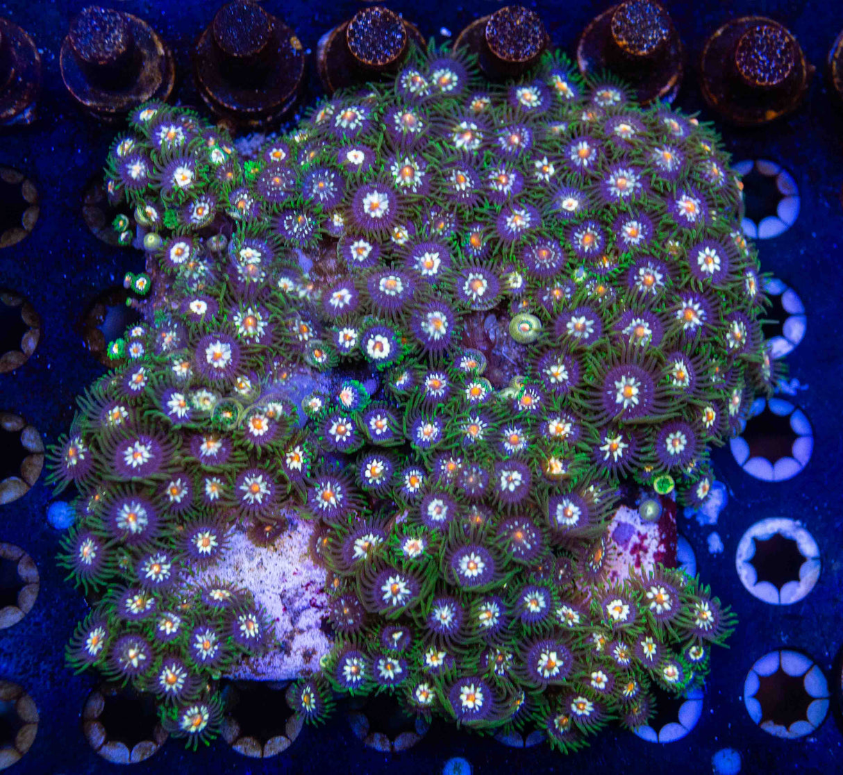 JF Daisy Cutter Zoa