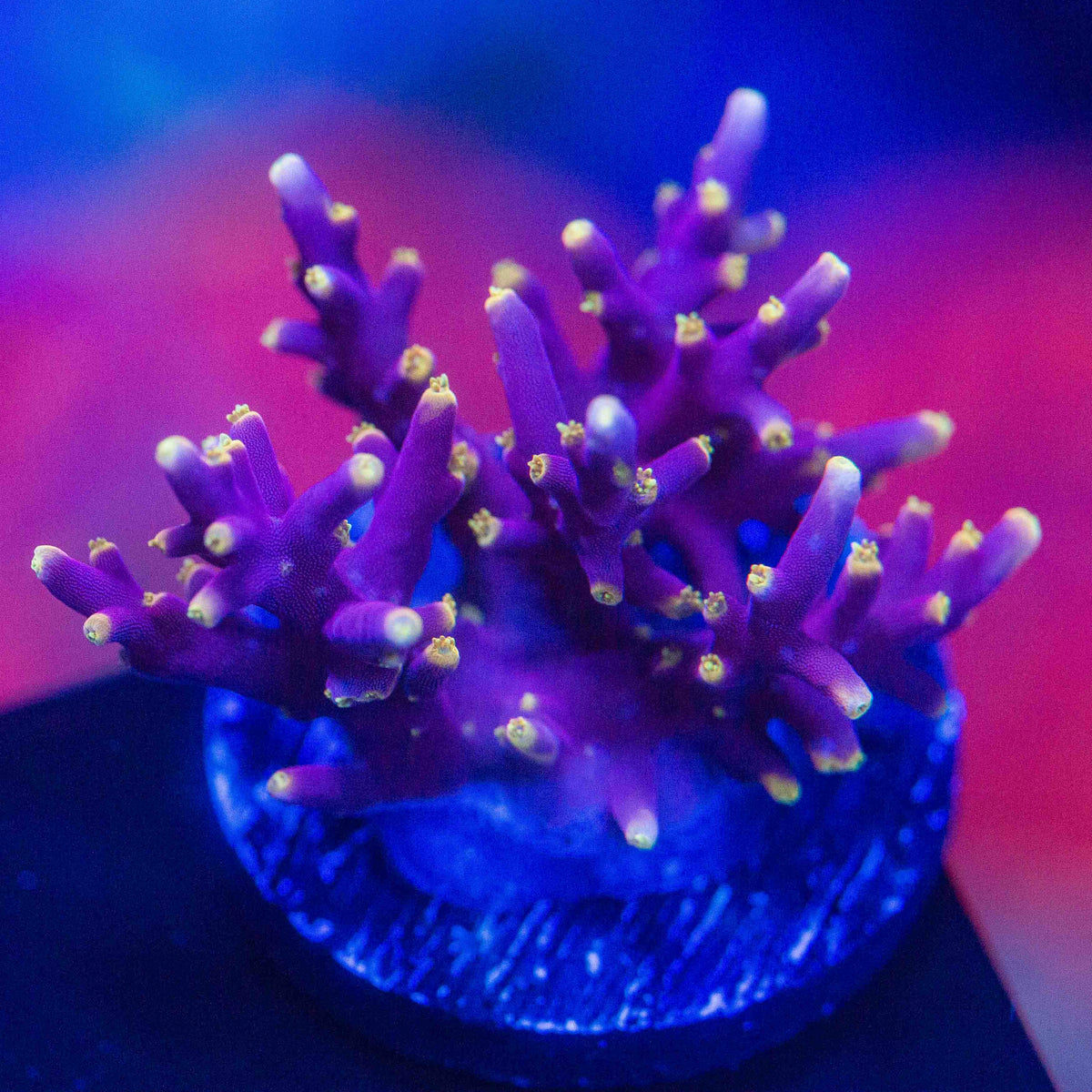 WWC Little Red Ferrari Acropora – Top Shelf Aquatics