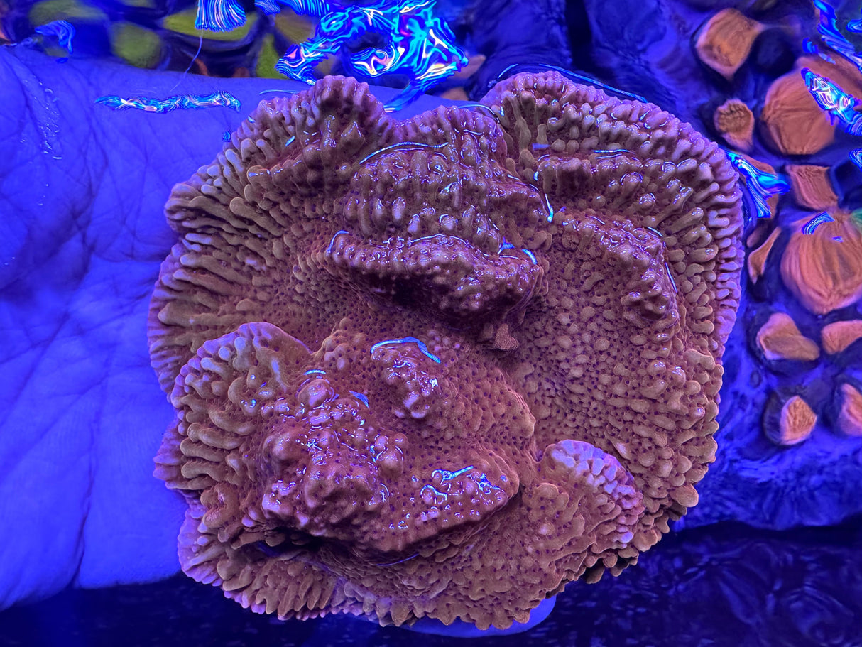 TSA Death Spiral Montipora Coral