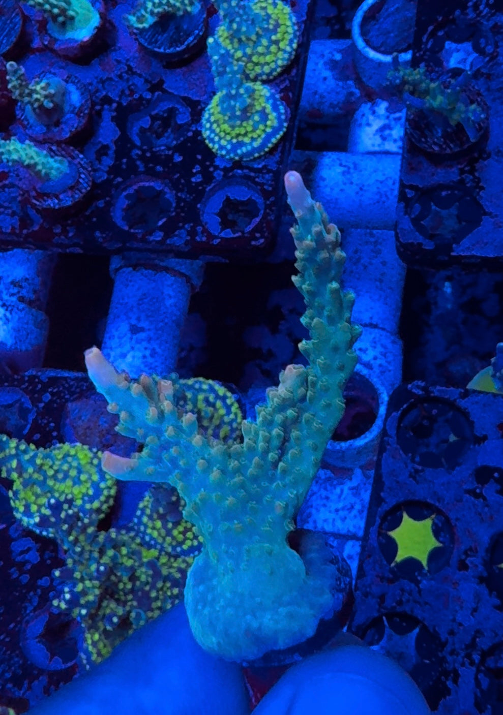 Bubble Bath Unicorn Acropora