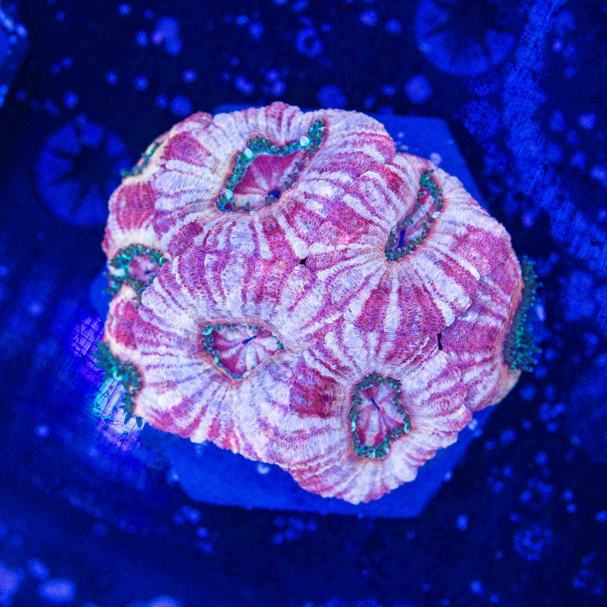 Asian Deepwater Acan Lord