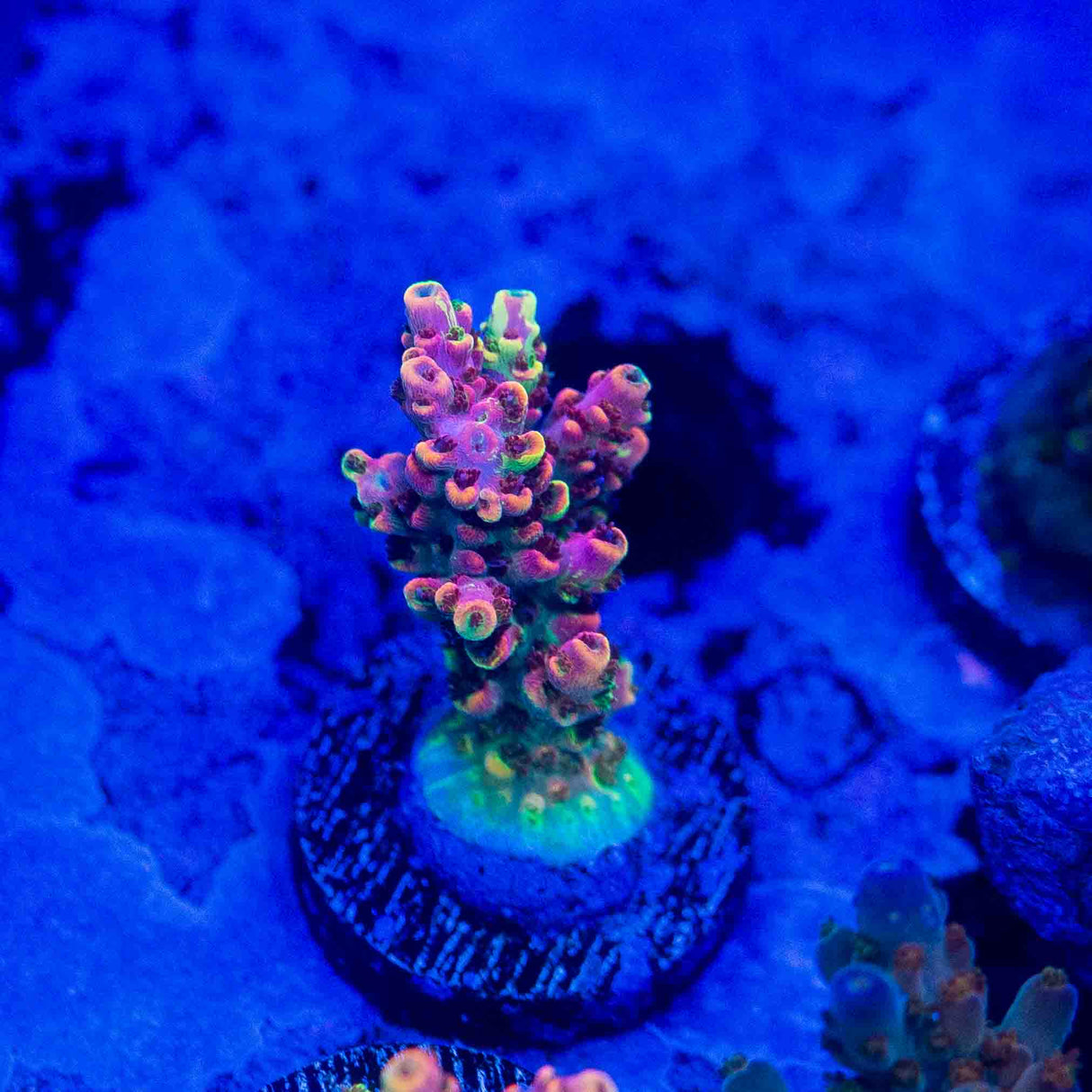 TSA Fruity Splice Acropora