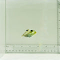 Gold Back Triggerfish