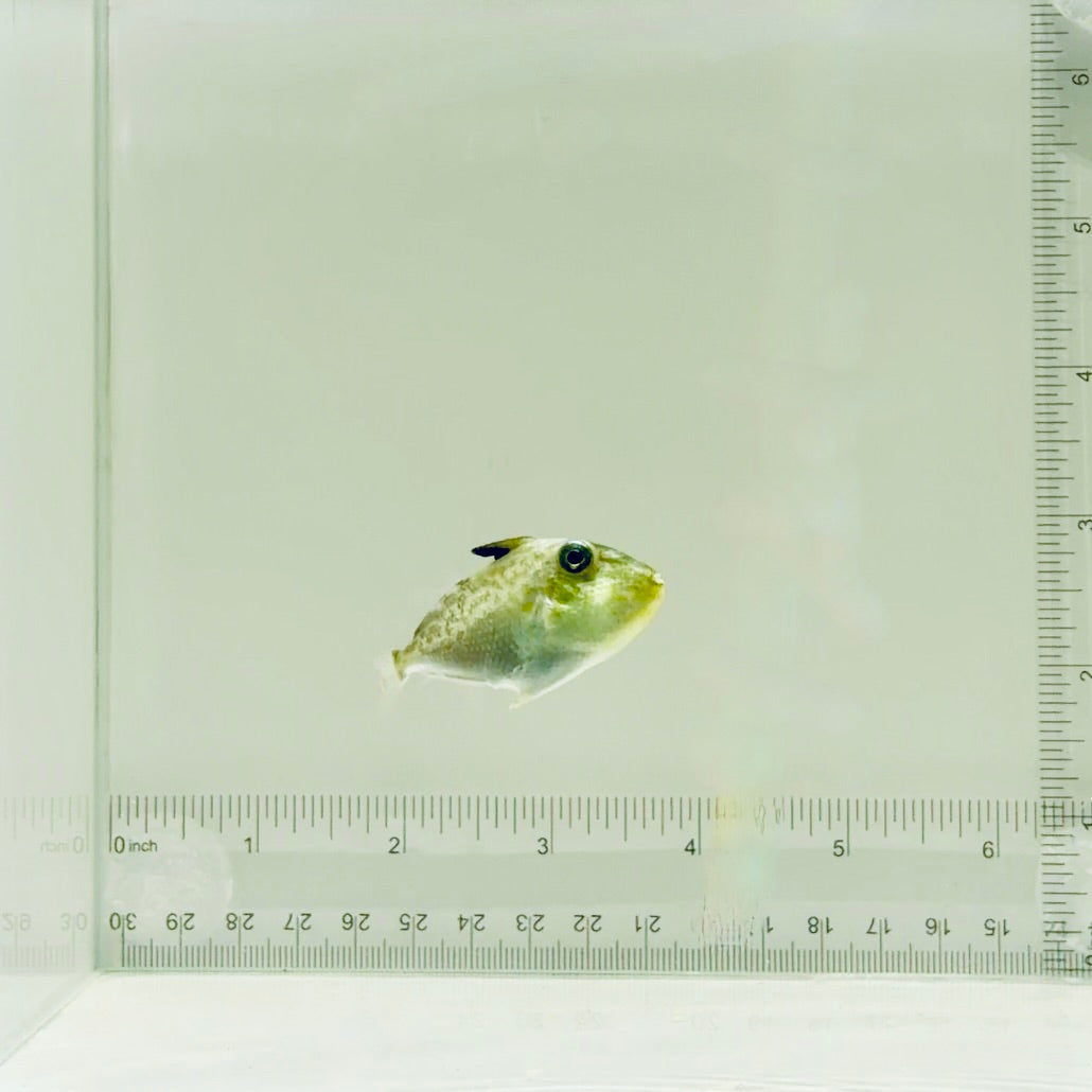 Gold Back Triggerfish