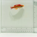 Koi Fairy Wrasse