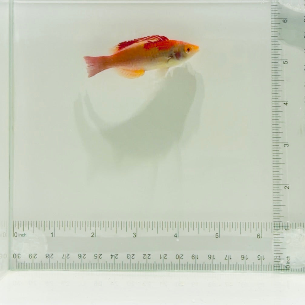 Koi Fairy Wrasse