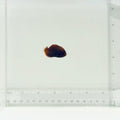 Captive-Bred Golden Red Aurantia Angelfish
