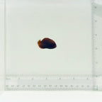 Captive-Bred Golden Red Aurantia Angelfish