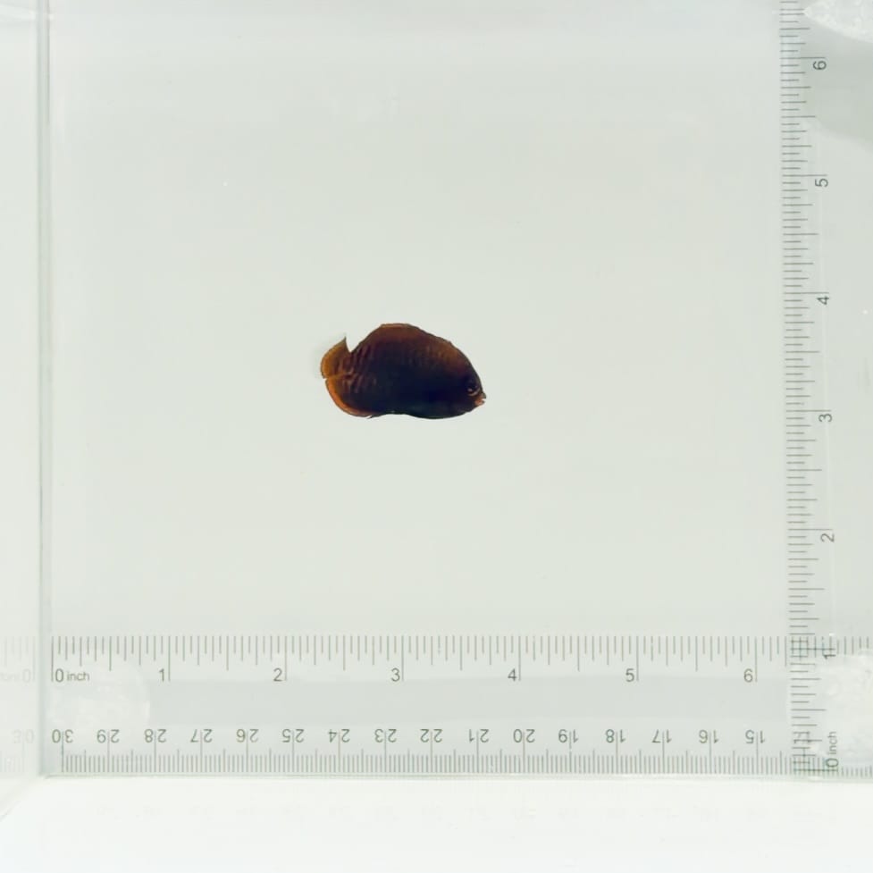 Captive-Bred Golden Red Aurantia Angelfish