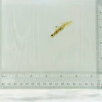 Monster Shrimp Goby
