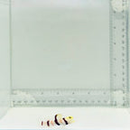 Dracula Goby Fish