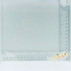 Randall's Goby Fish