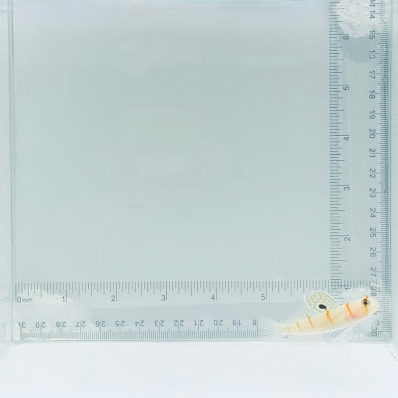 Randall's Goby Fish