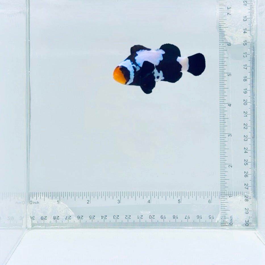 Jumbo Premium Black Snowflake Clownfish