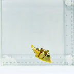 Mimic Saddle Puffer Filefish