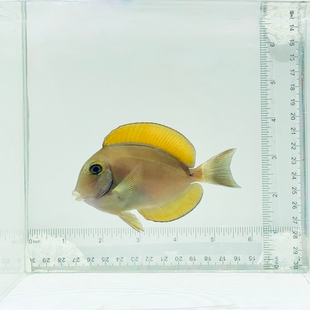 Bariene Tang