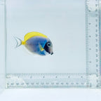 Powder Blue Tang