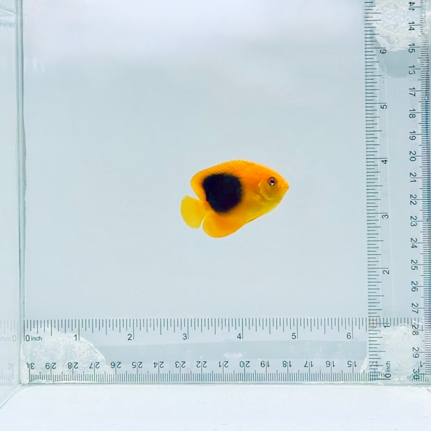 Rock Beauty Angelfish