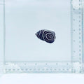 Juv. Emperor Angelfish