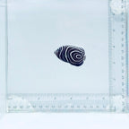 Juv. Emperor Angelfish