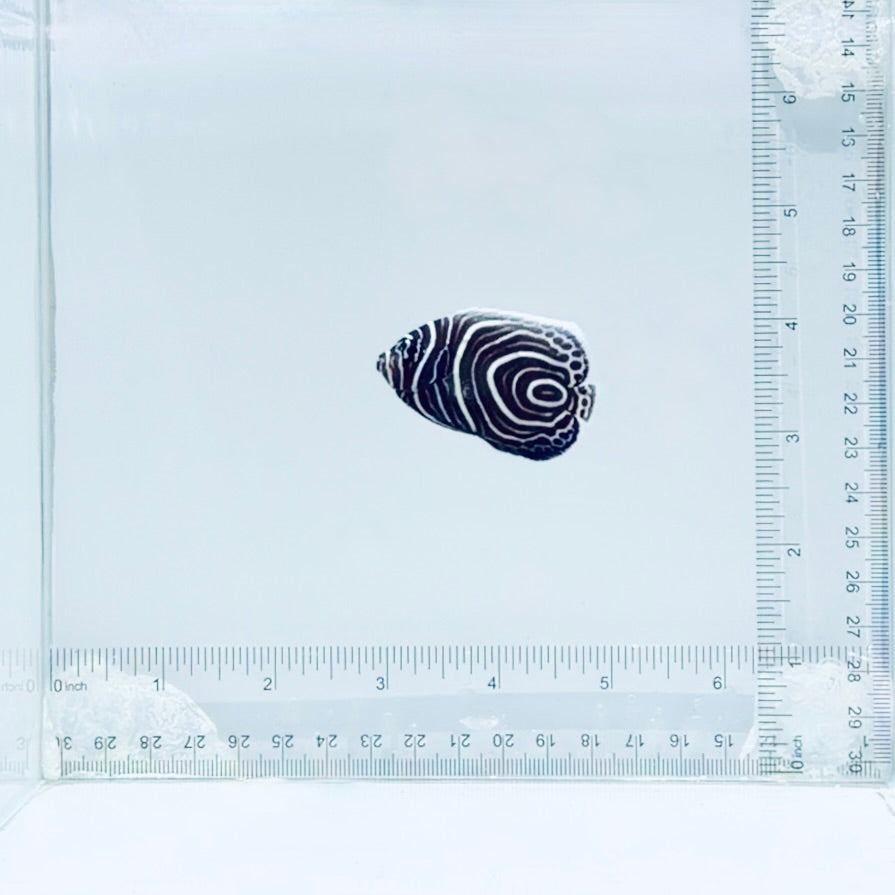 Juv. Emperor Angelfish