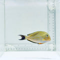 Clown Tang