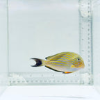 Clown Tang