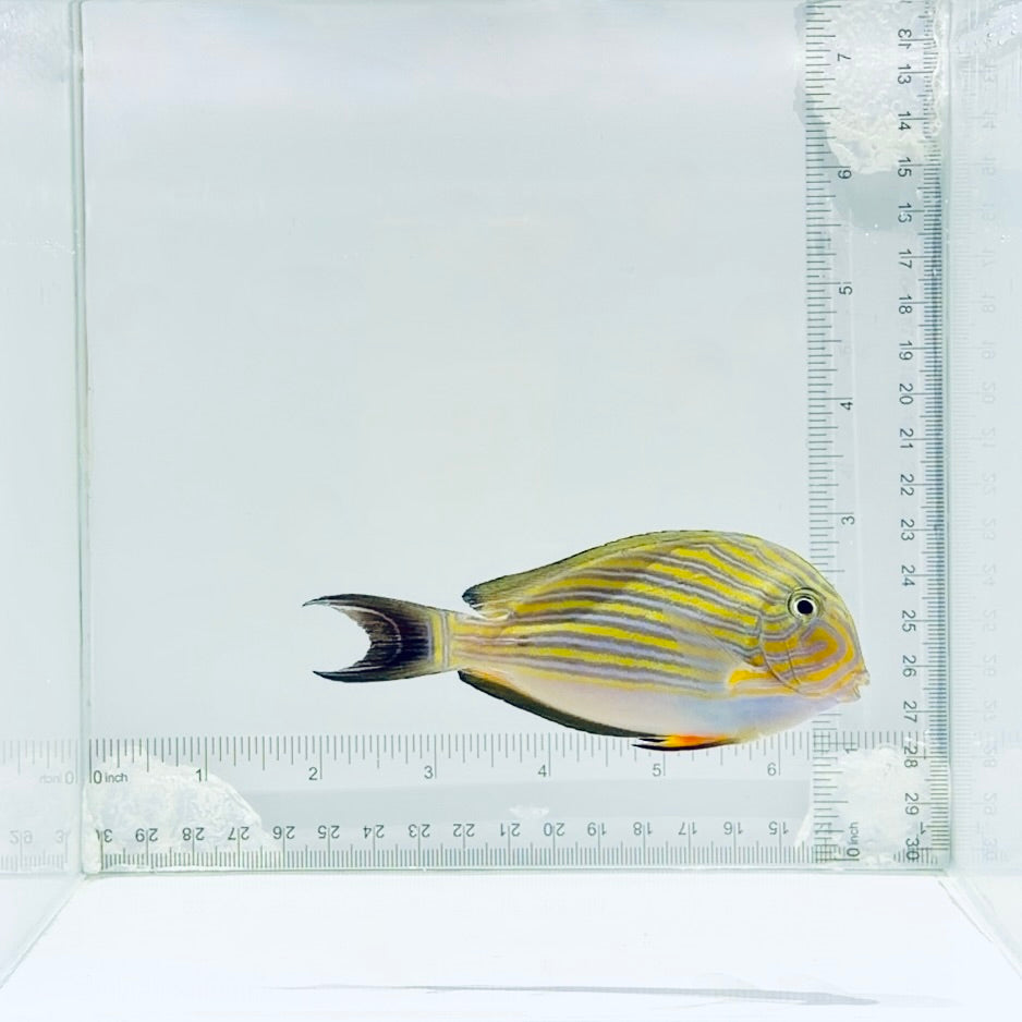 Clown Tang