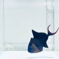 Niger Triggerfish