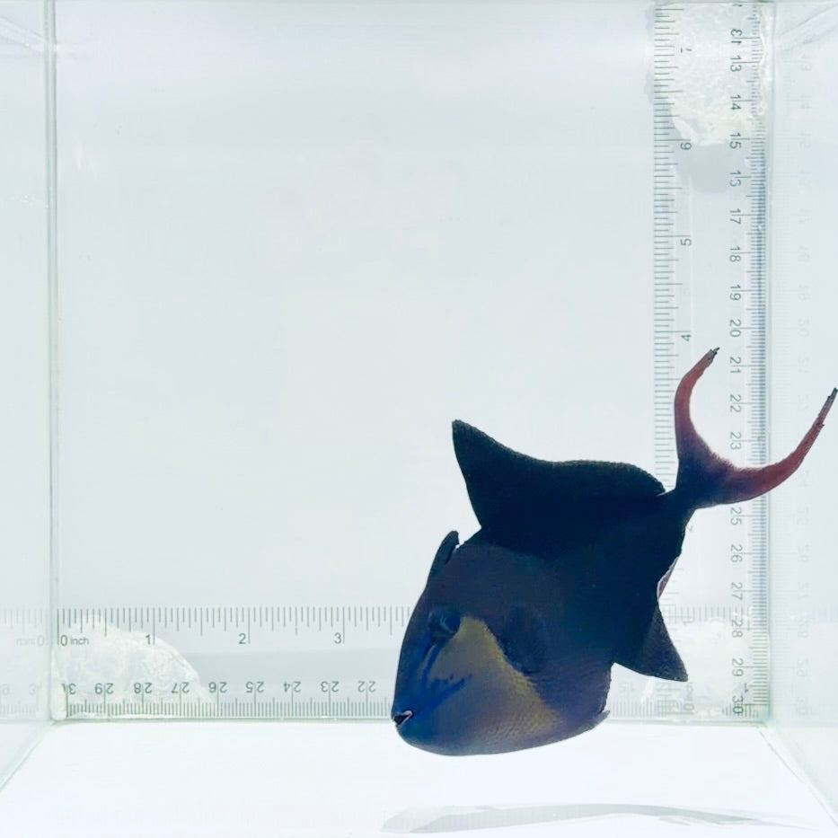 Niger Triggerfish