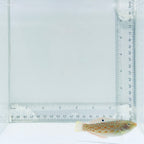 Timor Wrasse