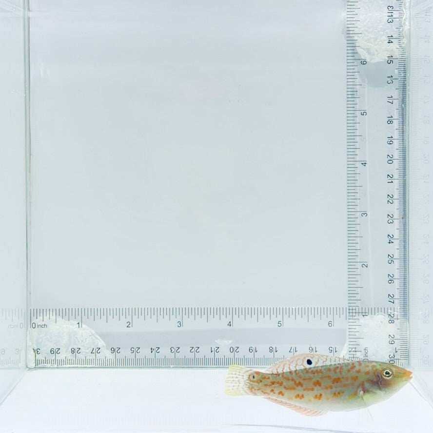 Timor Wrasse