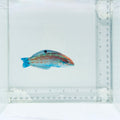 Christmas Wrasse