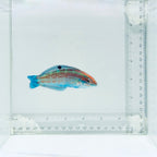 Christmas Wrasse
