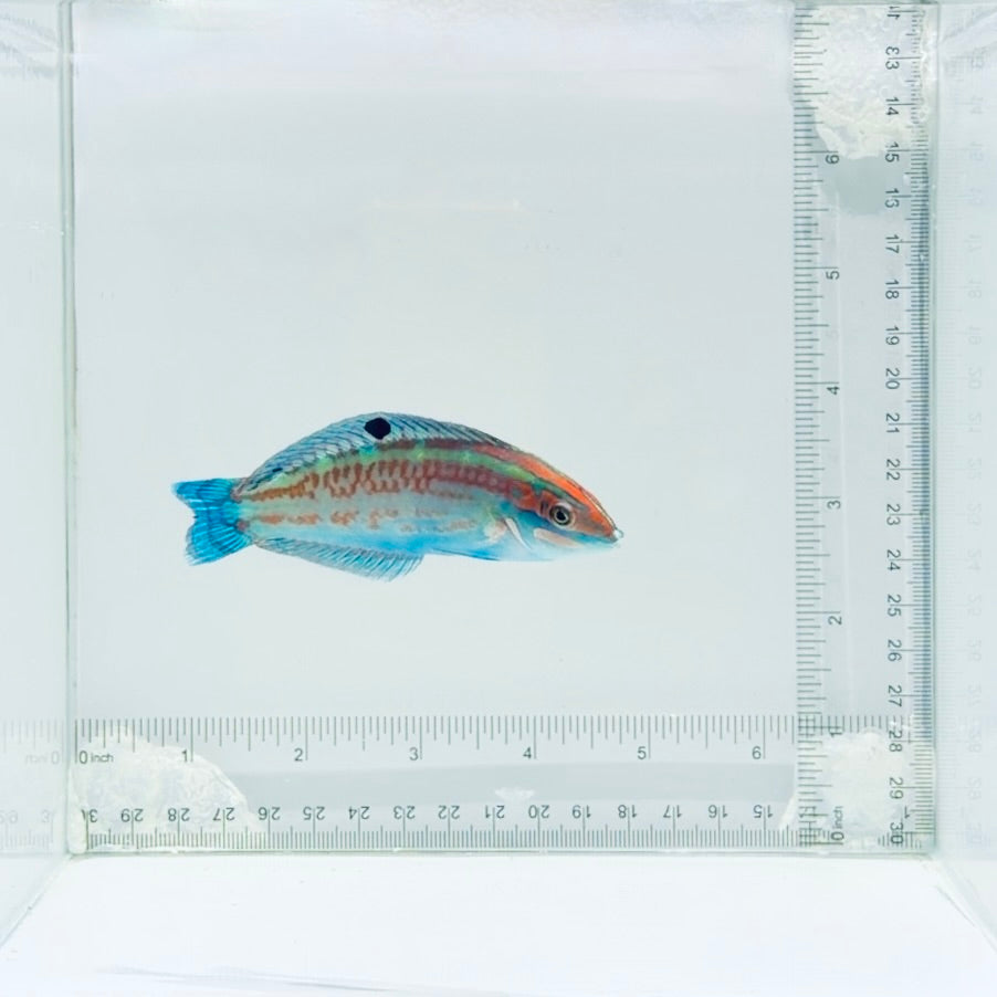 Christmas Wrasse