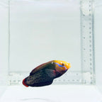Formosa Wrasse