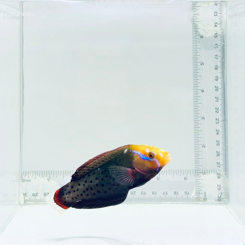 Formosa Wrasse