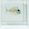 Humpback Unicorn Tang