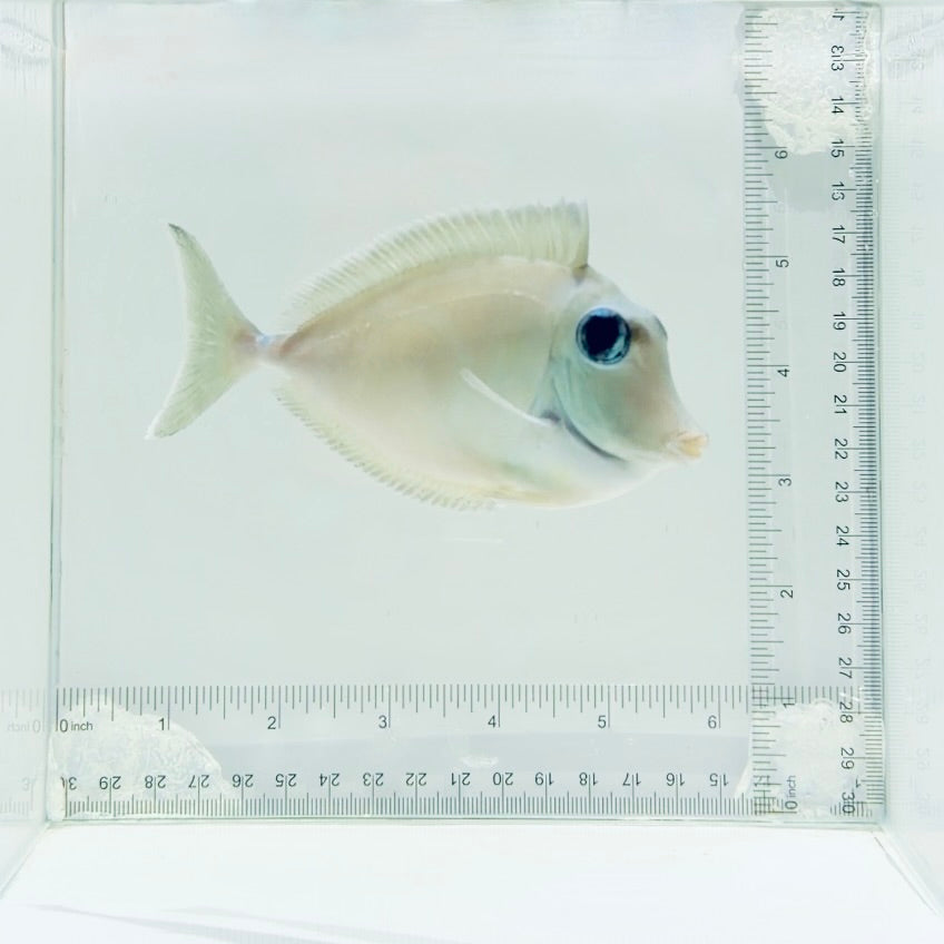 Humpback Unicorn Tang