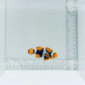 Solomon Islands Super Black True Percula Clownfish