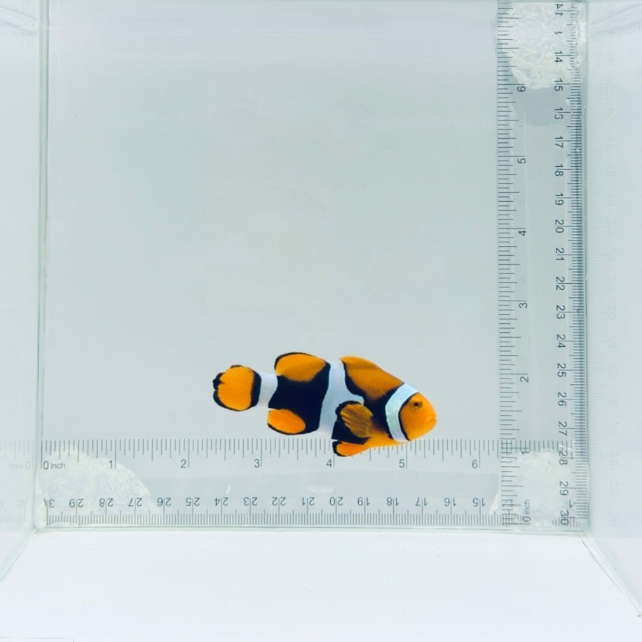 Solomon Islands Super Black True Percula Clownfish