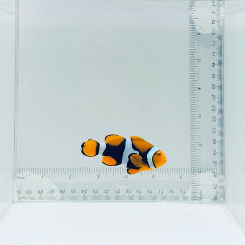 Solomon Islands Super Black True Percula Clownfish